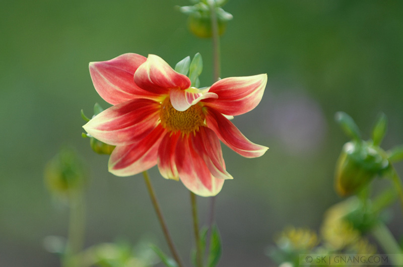 In Memoriam Margarita